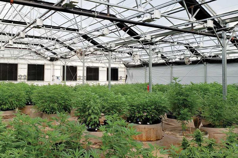 How To Grow Smarter With A Custom Cannabis Greenhouse